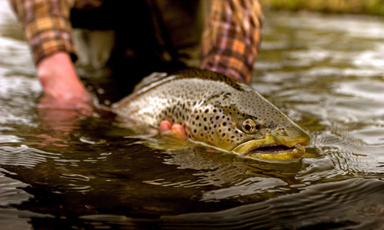 Fly Fishing Trips